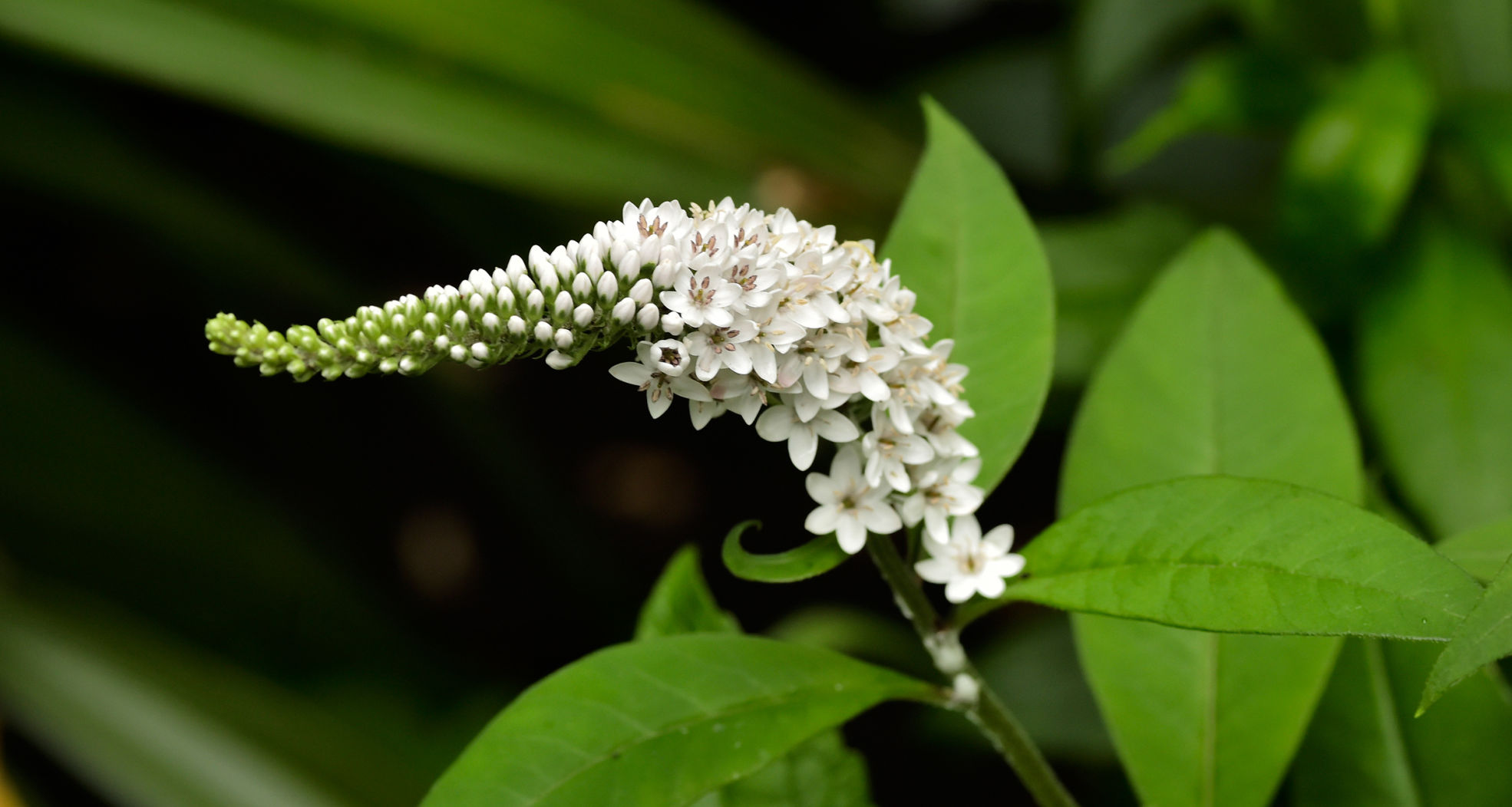 Gooseneck loosestrife